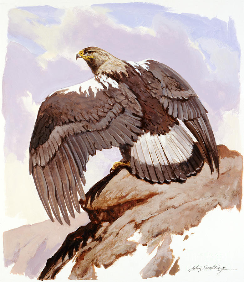 Spanish Imperial Eagle II Painting by John Swatsley