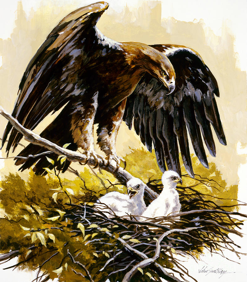 Spanish Imperial Eagle Painting by John Swatsley