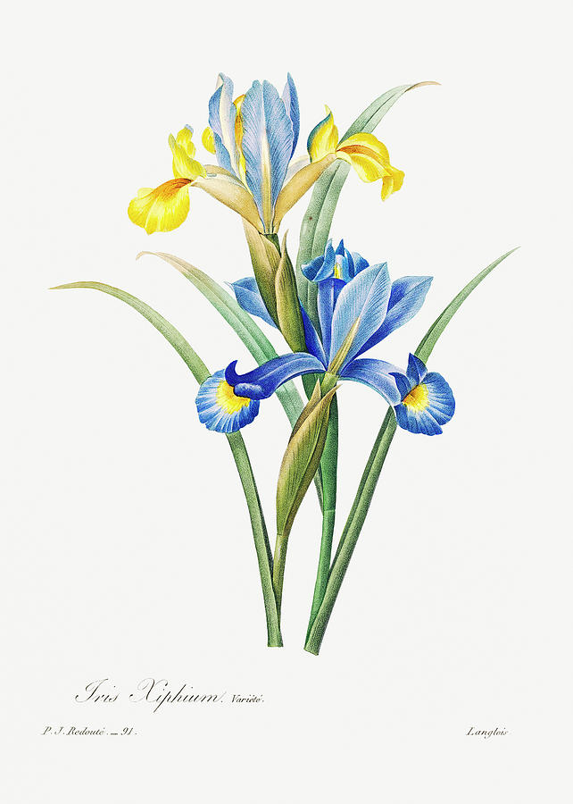 Spanish Iris Painting by World Art Collective