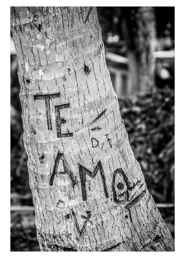 Spanish Love Tree Photograph