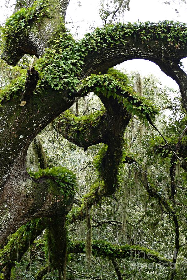 Tree Photograph - Spanish Moss 7 by Sarah Loft