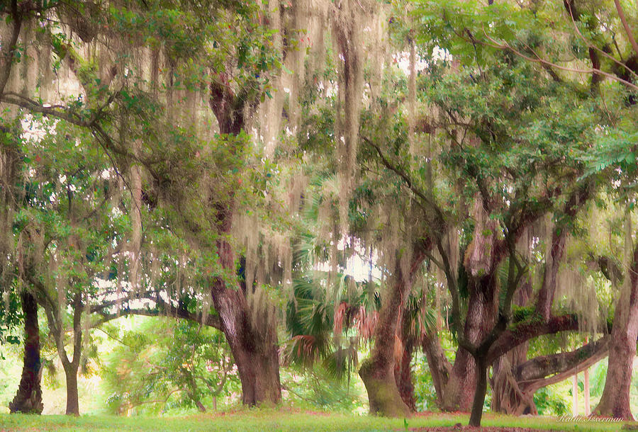 Spanish Moss Abstract Photograph by Kathi Isserman