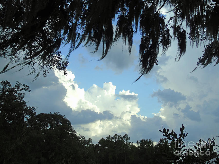 Spanish Moss and Storm Clouds Photograph by D Hackett