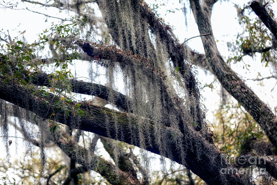 Spanish Moss at Charles Towne Landing Photograph by John Rizzuto