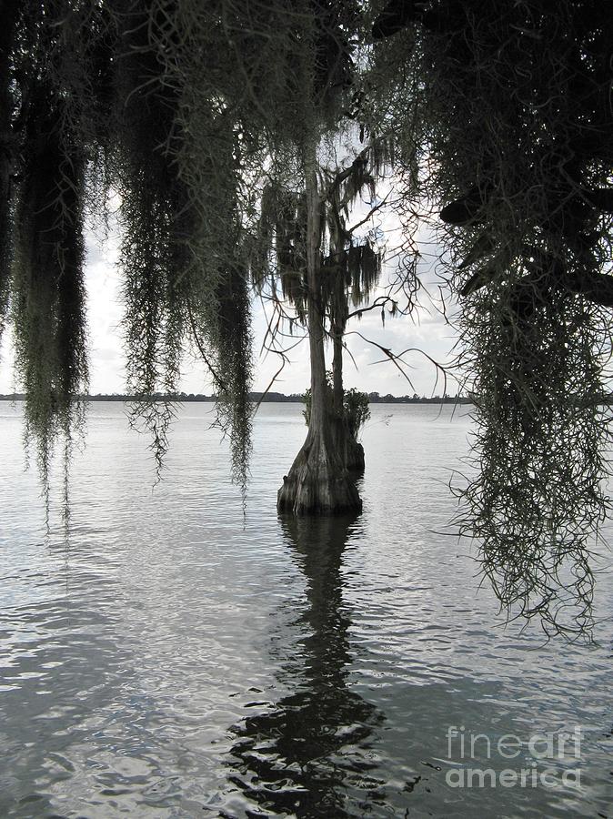 Spanish Moss Covered Tree Photograph by World Reflections By Sharon