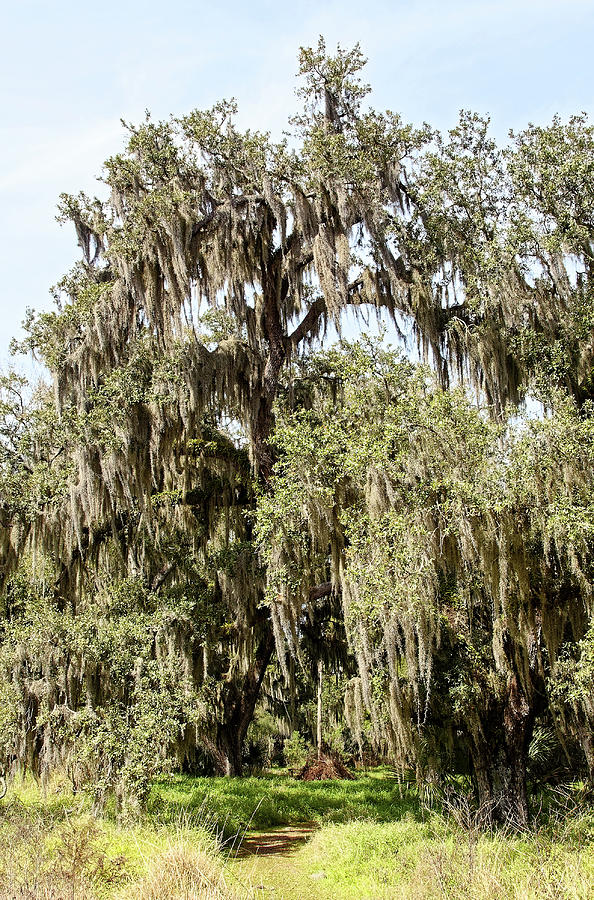 spanish-moss-decoration-photograph-by-sally-weigand-pixels