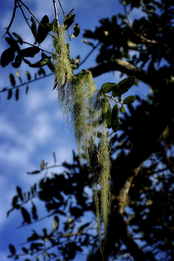 Spanish Moss Photograph by George Taylor