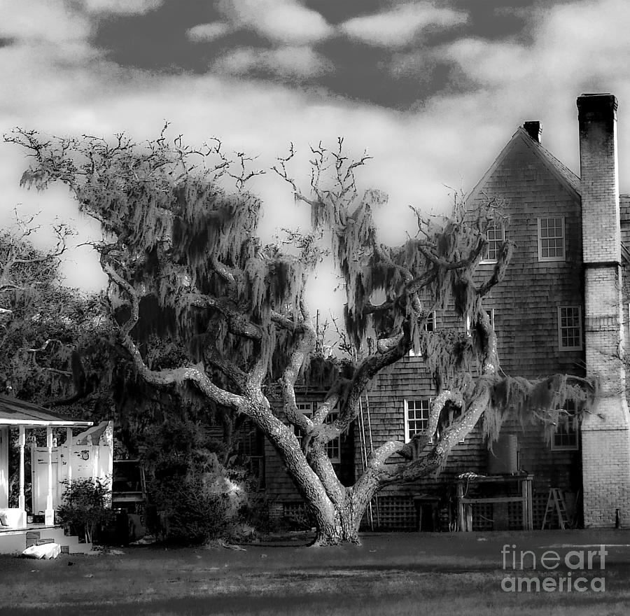 Tree Photograph - Spanish Moss in B and W by Broken Soldier
