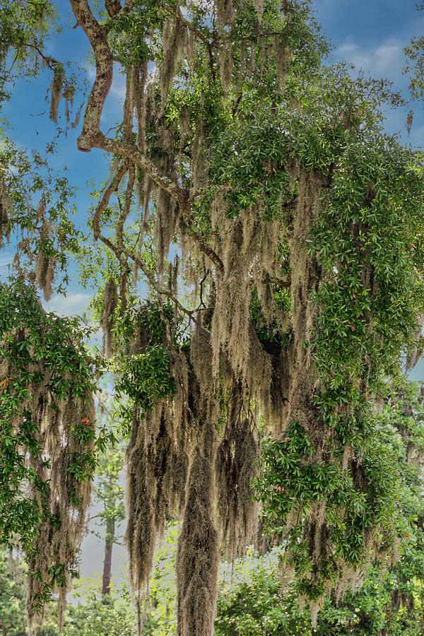 Spanish Moss in Oaks Photograph by Darryl Brooks