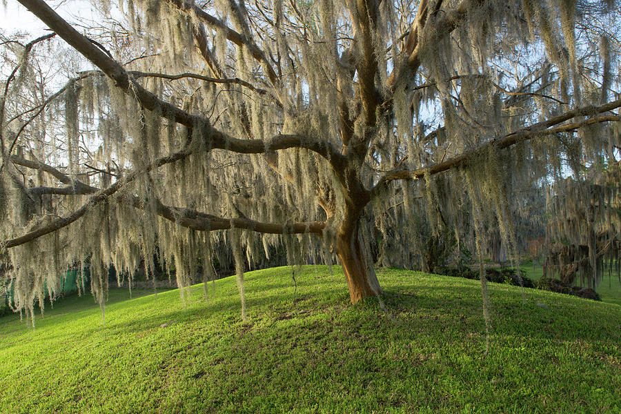 Spanish Moss Photograph by Jeremy Kuhn | Fine Art America