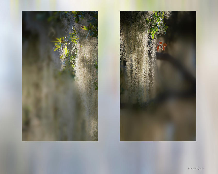 Abstract Photograph - Spanish moss by Phil And Karen Rispin