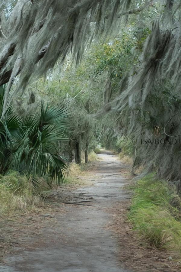 Circle B Spanish Moss Photograph by Lisa Bond - Fine Art America