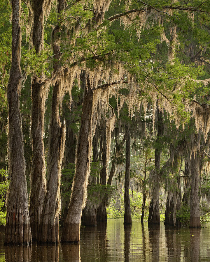 Spanish Moss Photograph by Lois Lake - Fine Art America