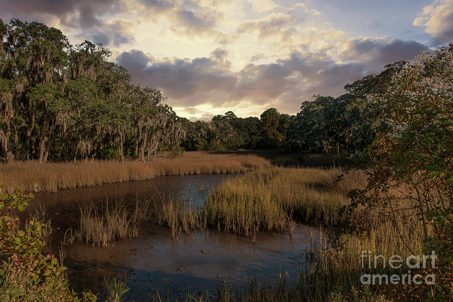 Spanish Moss Marsh Sunset Photograph by Dale Powell