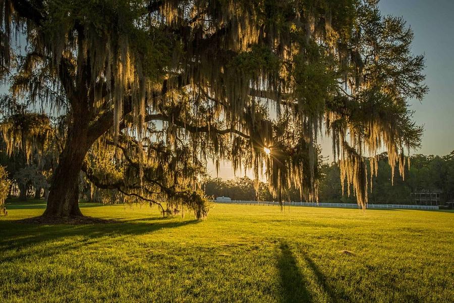 Spanish Moss Oak Tree Photograph by Andrew Huisman | Fine Art America