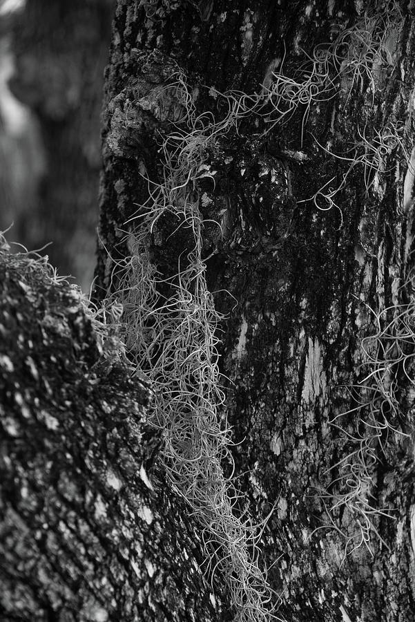 Spanish Moss on a Tree Photograph by Alan Goldberg