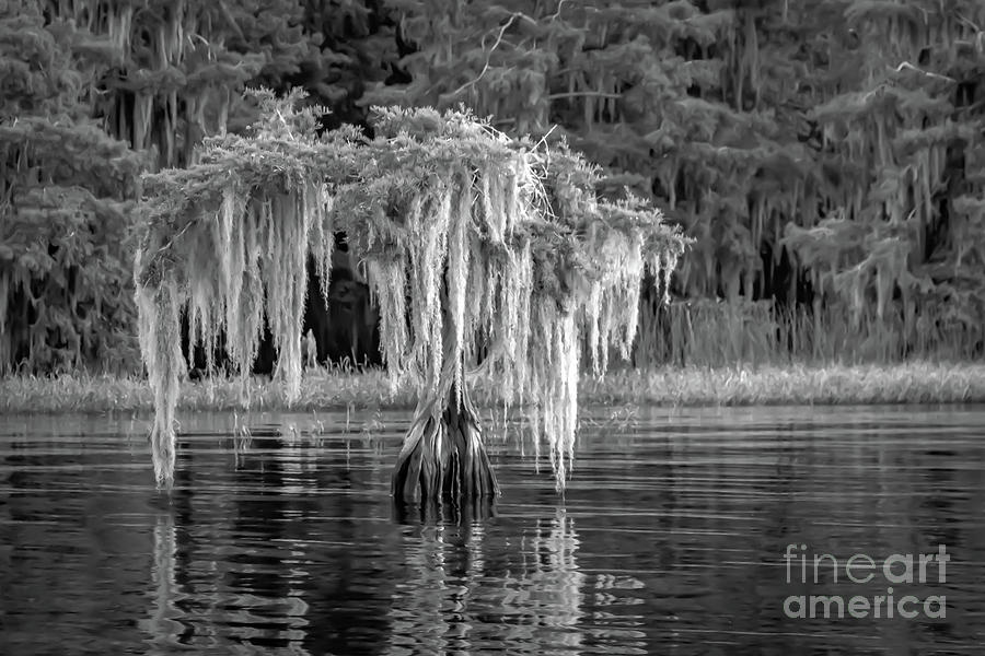 Spanish Moss on Cypress Photograph by Tom Claud