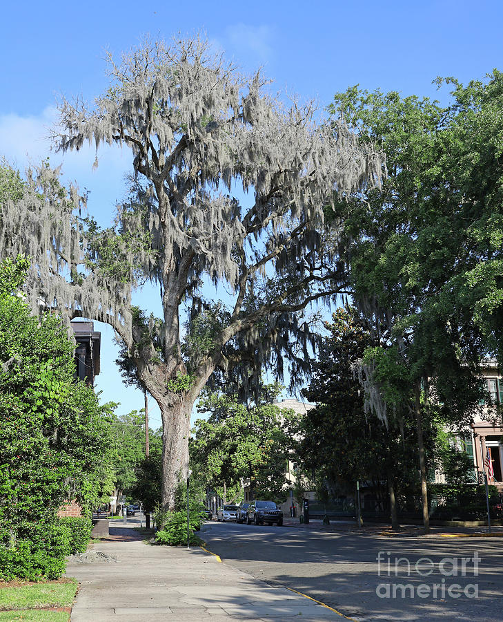 Spanish Moss on Tree in Savannah 0750 Photograph by Jack Schultz