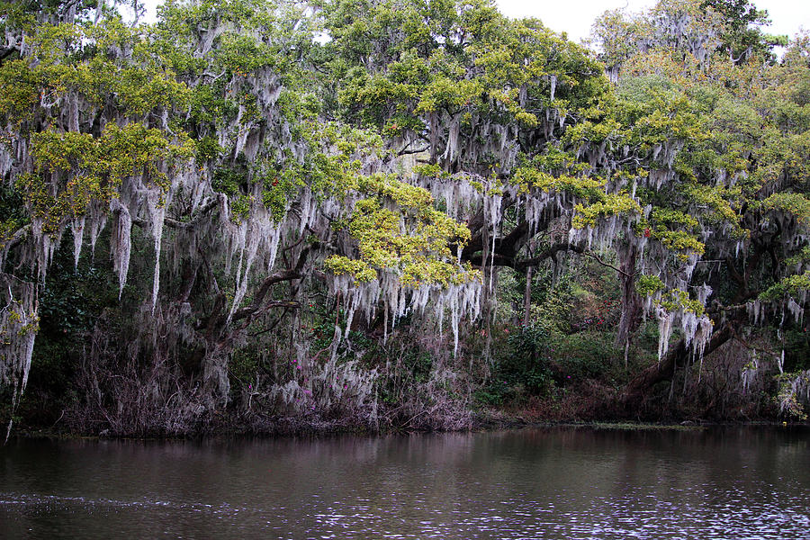 Spanish Moss Over Water Photograph by Cynthia Guinn