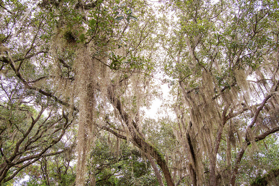 Spanish Moss Rain Photograph by Stephanie Leavens - Fine Art America