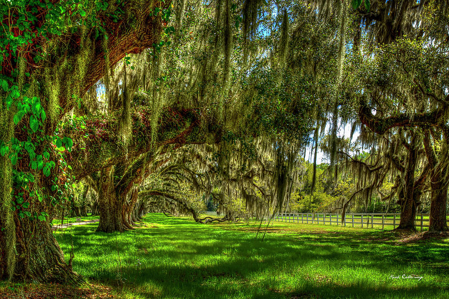 Spanish Moss Shadows Tomotley Plantation Live Oaks Lowcountry South Carolina Art Photograph by Reid Callaway