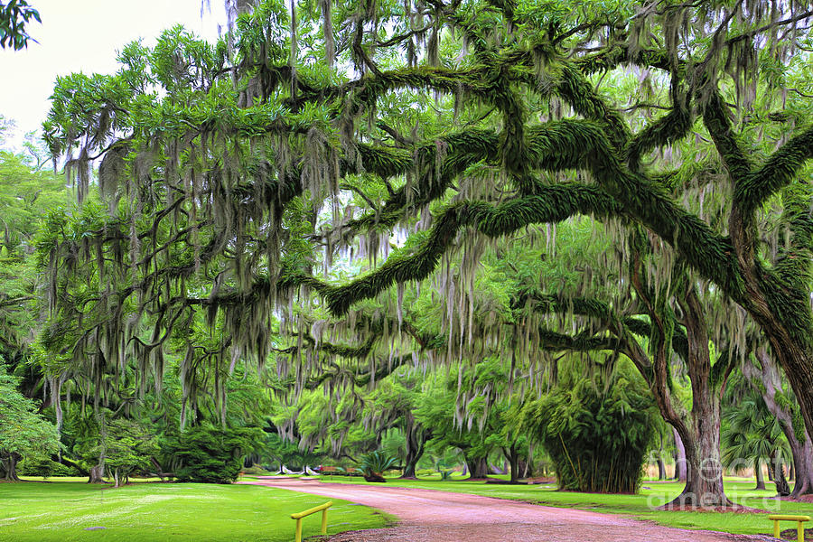 Spanish Moss Trees Louisiana Avery Island Color  Photograph by Chuck Kuhn