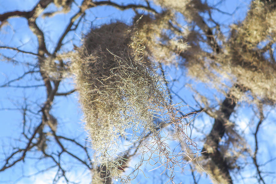 Spanish Moss Underneath Photograph by Ed Williams