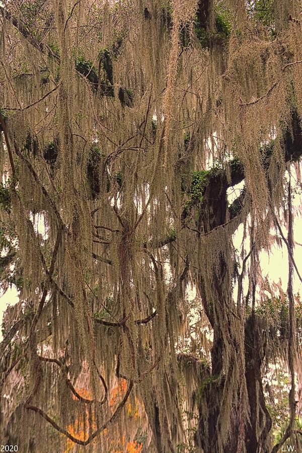 Spanish Moss Vertical 3 Photograph by Lisa Wooten