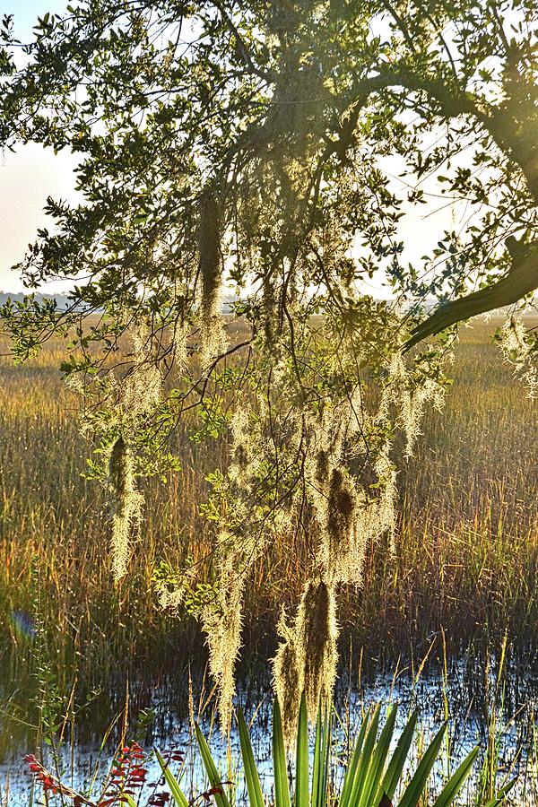 Tree Photograph - Spanish Moss Vertical by Lisa Wooten