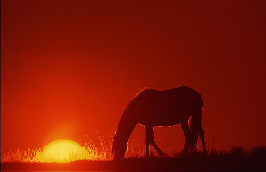 Spanish Mustang grazing at sunset , Wyoming Photograph by Comstock Images
