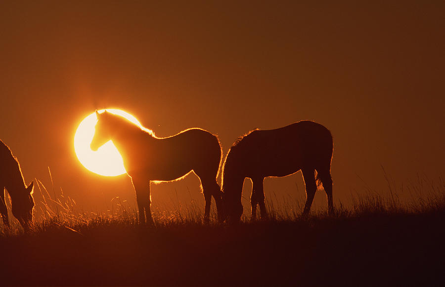 Spanish Mustangs at sunset , Wyoming Photograph by Comstock Images