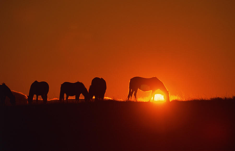 Spanish Mustangs grazing at sunset , Wyoming Photograph by Comstock Images