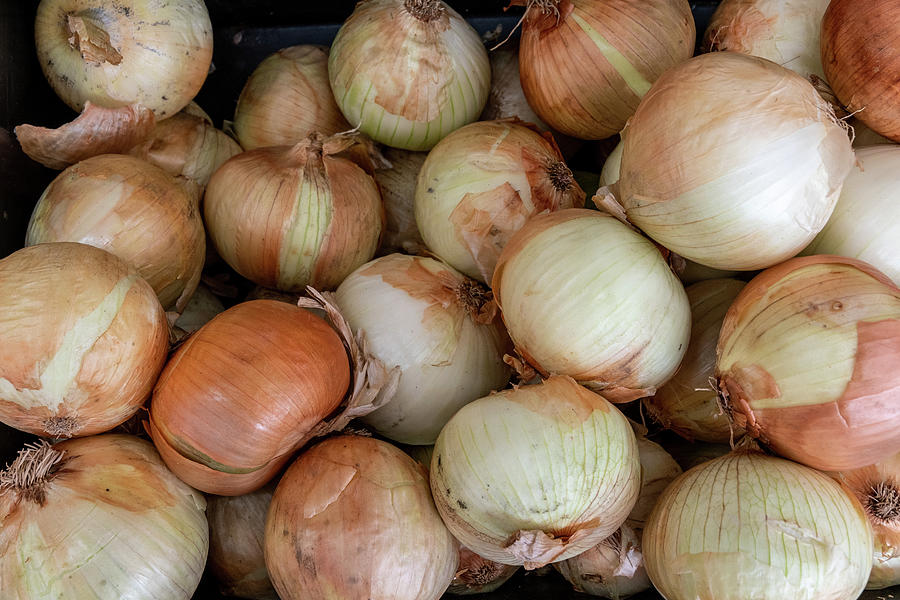 Spanish Onions Photograph by Bradford Martin