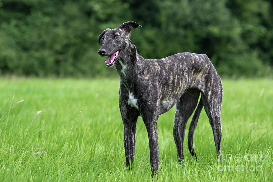 Spanish Sighthound Photograph by Arterra Picture Library