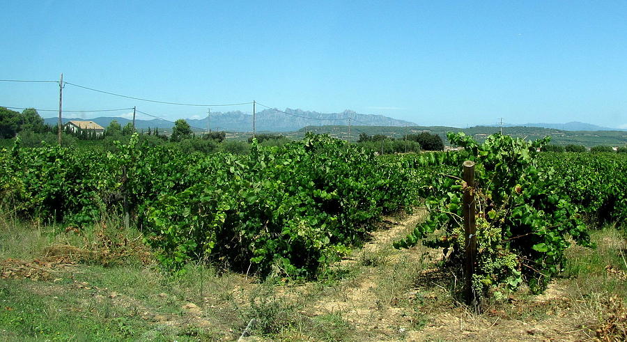 Spanish Vineyard Photograph by Don Varney
