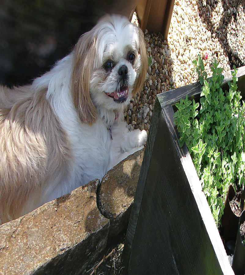 Sparkle in the Garden  Photograph by Miss Pet Sitter