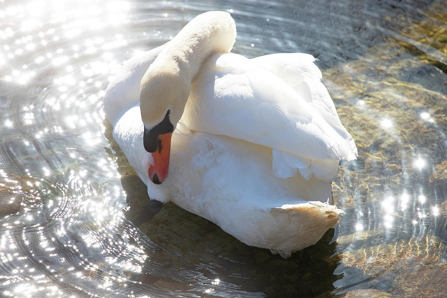 Sparkle Swan Photograph by David Stasiak