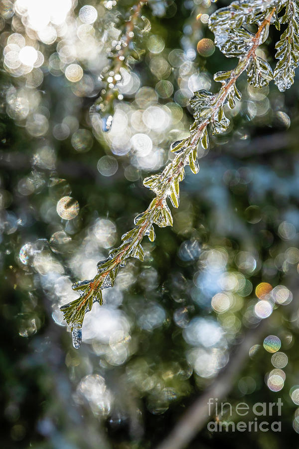 Sparkles and Ice Photograph by Elizabeth Dow