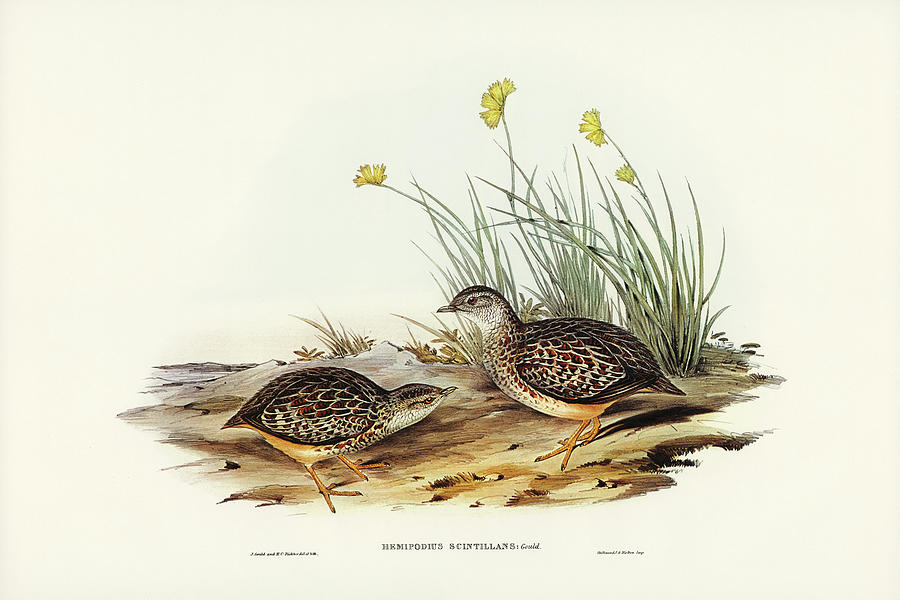John Gould Drawing - Sparkling Hemipode, Hemipodius scintillans by John Gould