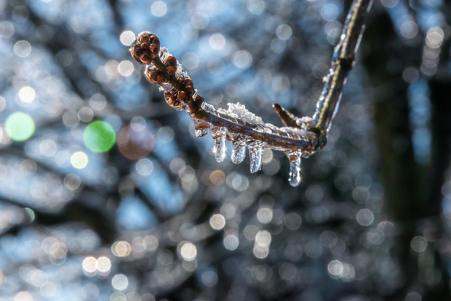 Sparkling Ice Photograph by Denise Jenison - Fine Art America