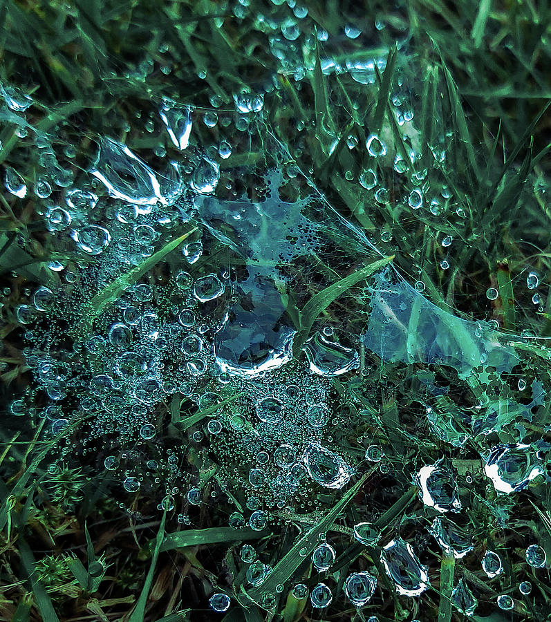 Sparkling Jade Water Droplets In Web Of Intrigue Photograph by Richard Brookes