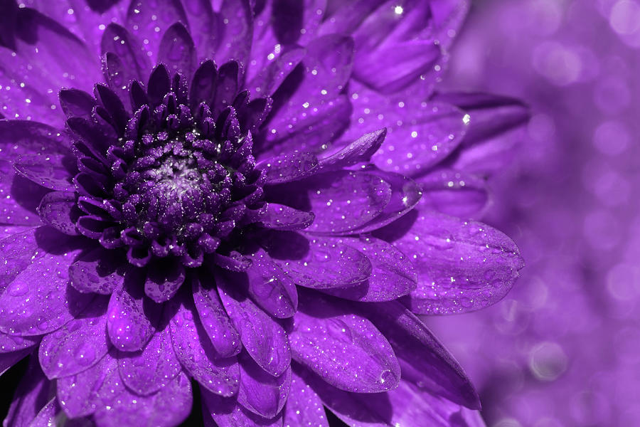 Flower Photograph - Sparkling Purple Mum by Lori Deiter
