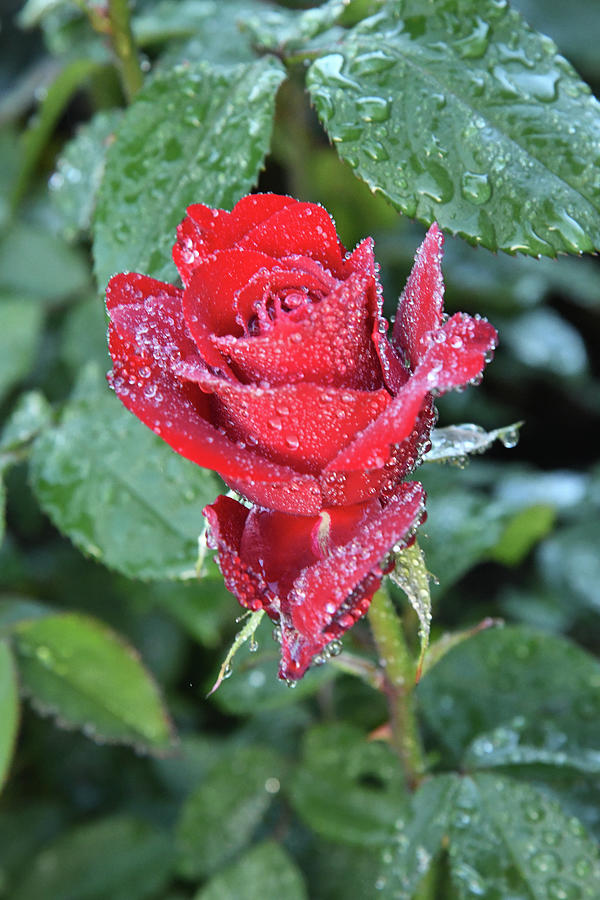 Sparkling Red Rose Photograph by Robert Tubesing - Fine Art America