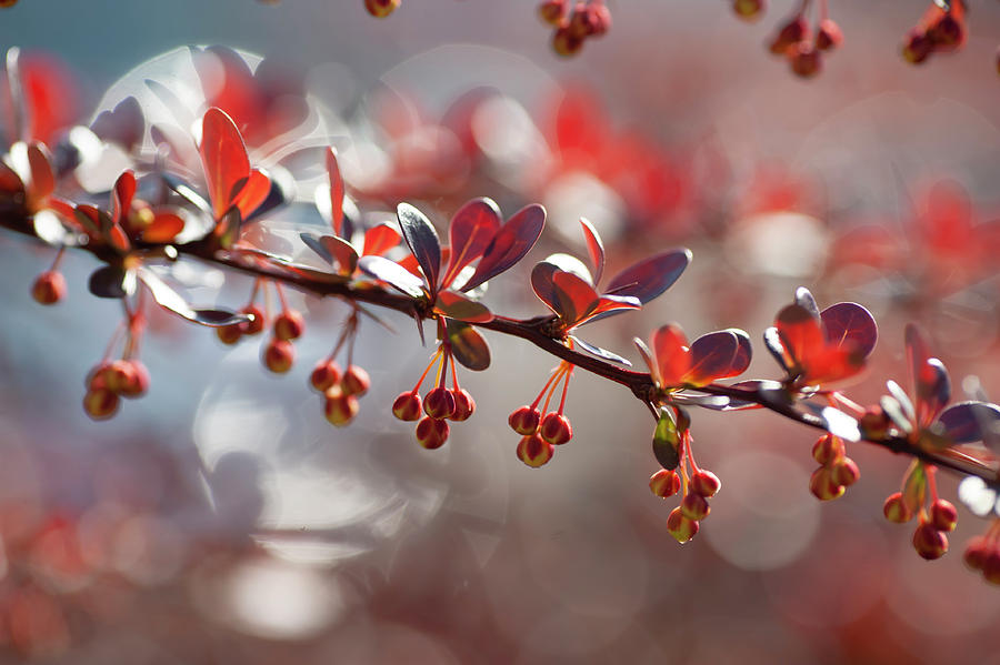 Sparkling Rubies of Barberry Photograph by Jenny Rainbow