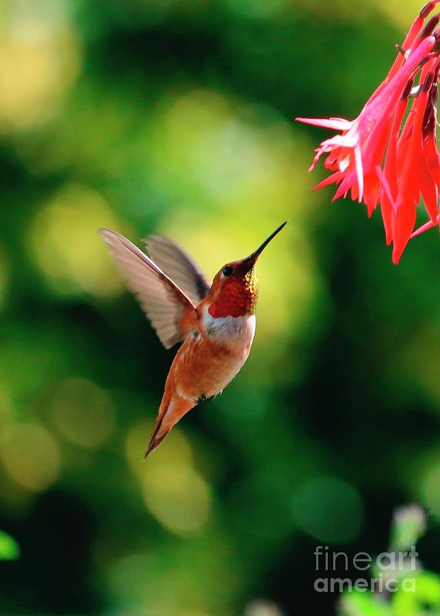 Sparkling Rufous Hummingbird Photograph by Carol Groenen