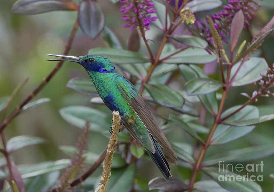 Hummingbird Photograph - Sparkling Violetear 2 by Eva Lechner