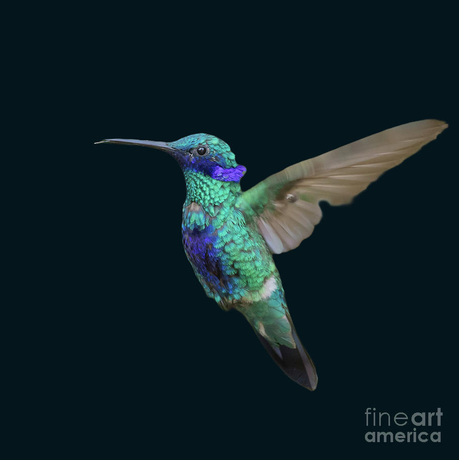 Hummingbird Photograph - Sparkling Violetear Flying by Eva Lechner