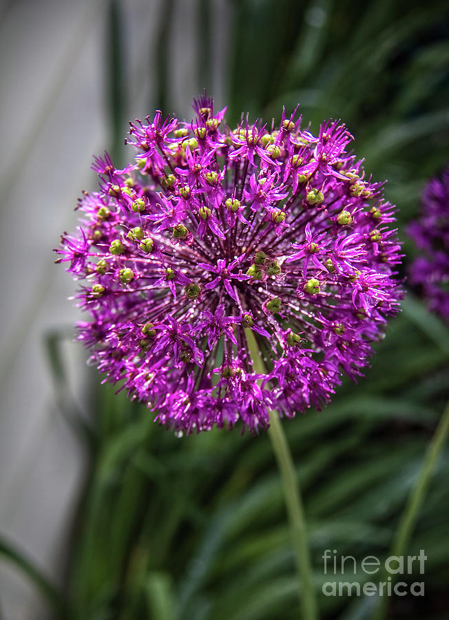 Sparkly Allium Photograph by Robert Bales
