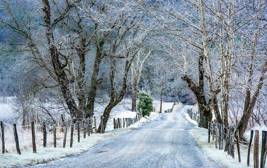Sparks Lane Frosted Beauty Photograph by Marcy Wielfaert