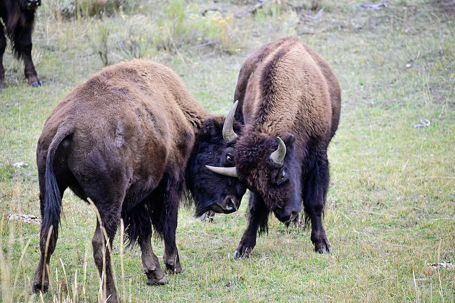 sparring Bison Photograph by Ed Stokes - Fine Art America